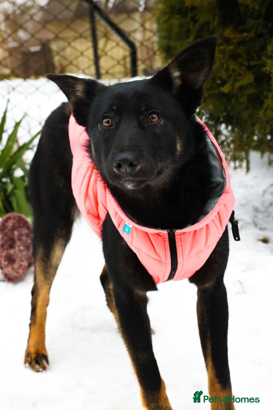 Mixed Breed dogs for adoption: ❤️ADELE❤️11-month lower-medium soft natured girl - Advert 2