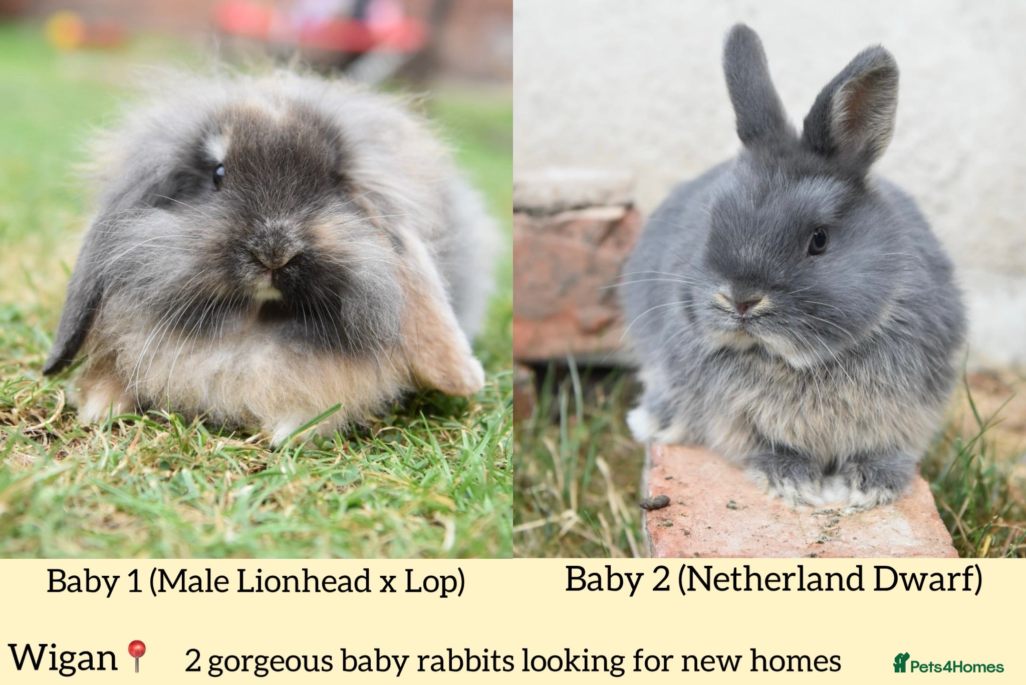 Netherland Dwarf rabbits ⭐️ Baby rabbits looking for new home ⭐️ - Advert 1