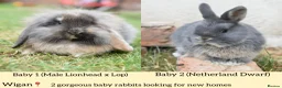 Netherland Dwarf rabbits for sale: ⭐️ Baby rabbits looking for new home ⭐️ - Advert 1