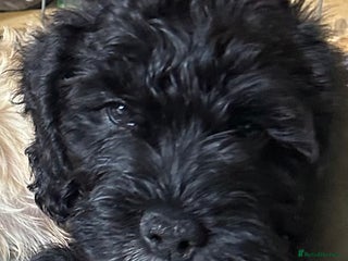 Australian Labradoodle dogs - Advert 2