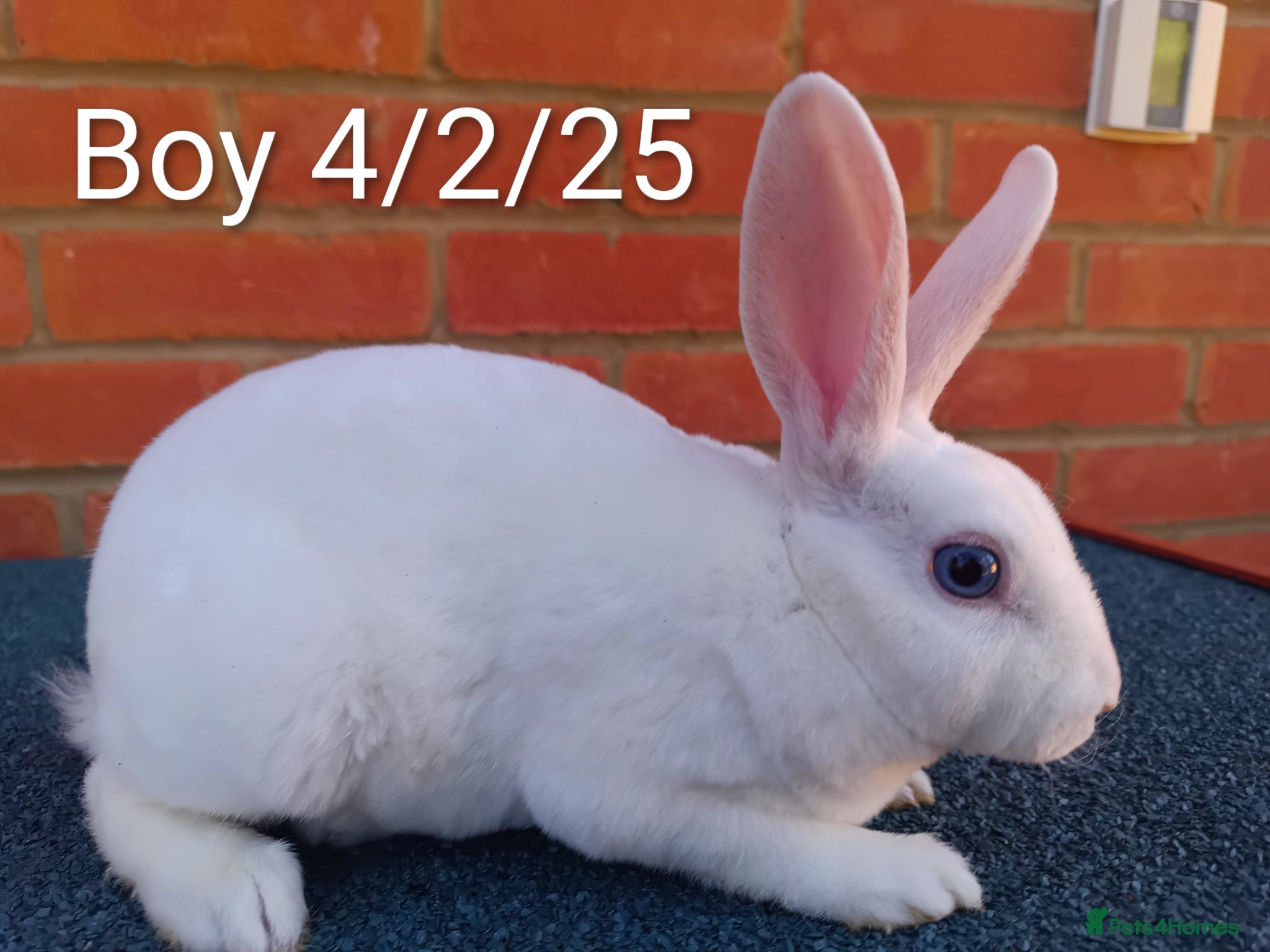 Rex rabbits Mini Rex BEW Bucks Rabbits - Advert 13