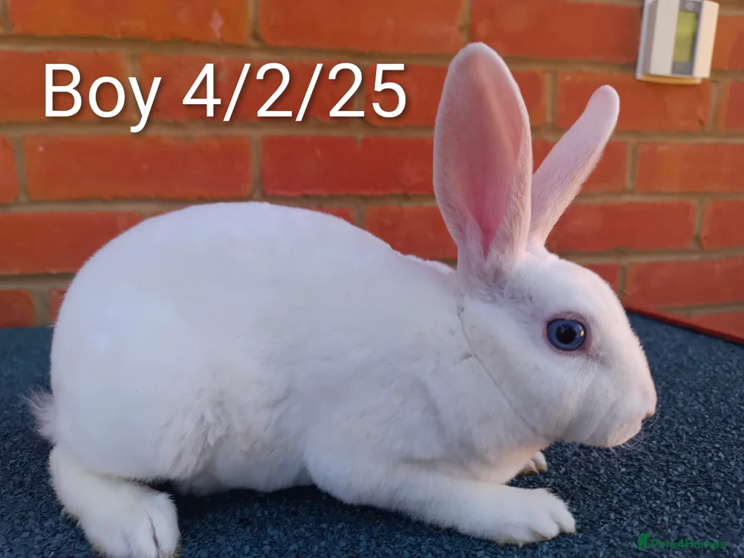 Rex rabbits for sale: Mini Rex BEW Bucks Rabbits - Advert 1