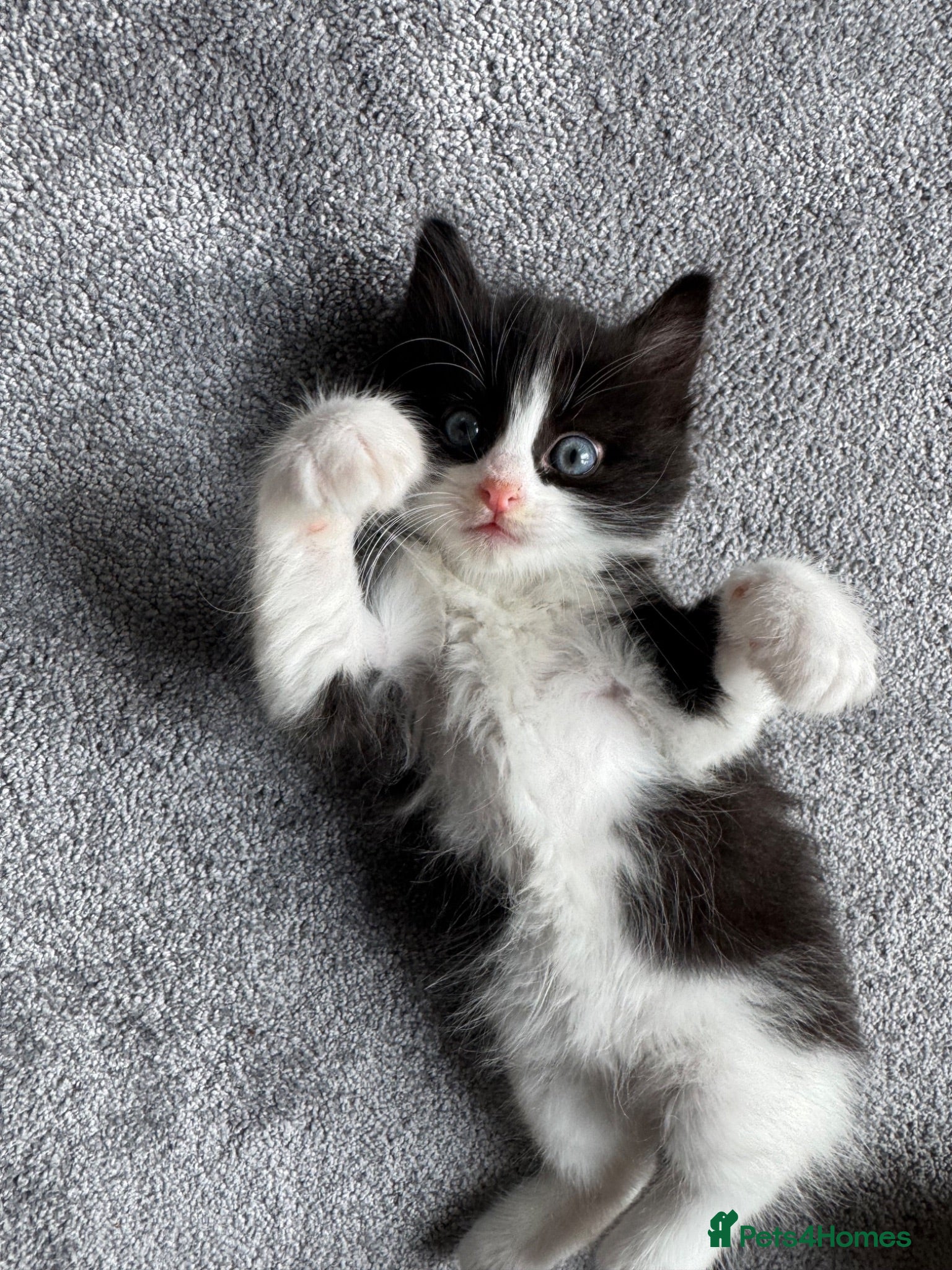 Mixed Breed cats Ragdoll cross kittens friends - Advert 15
