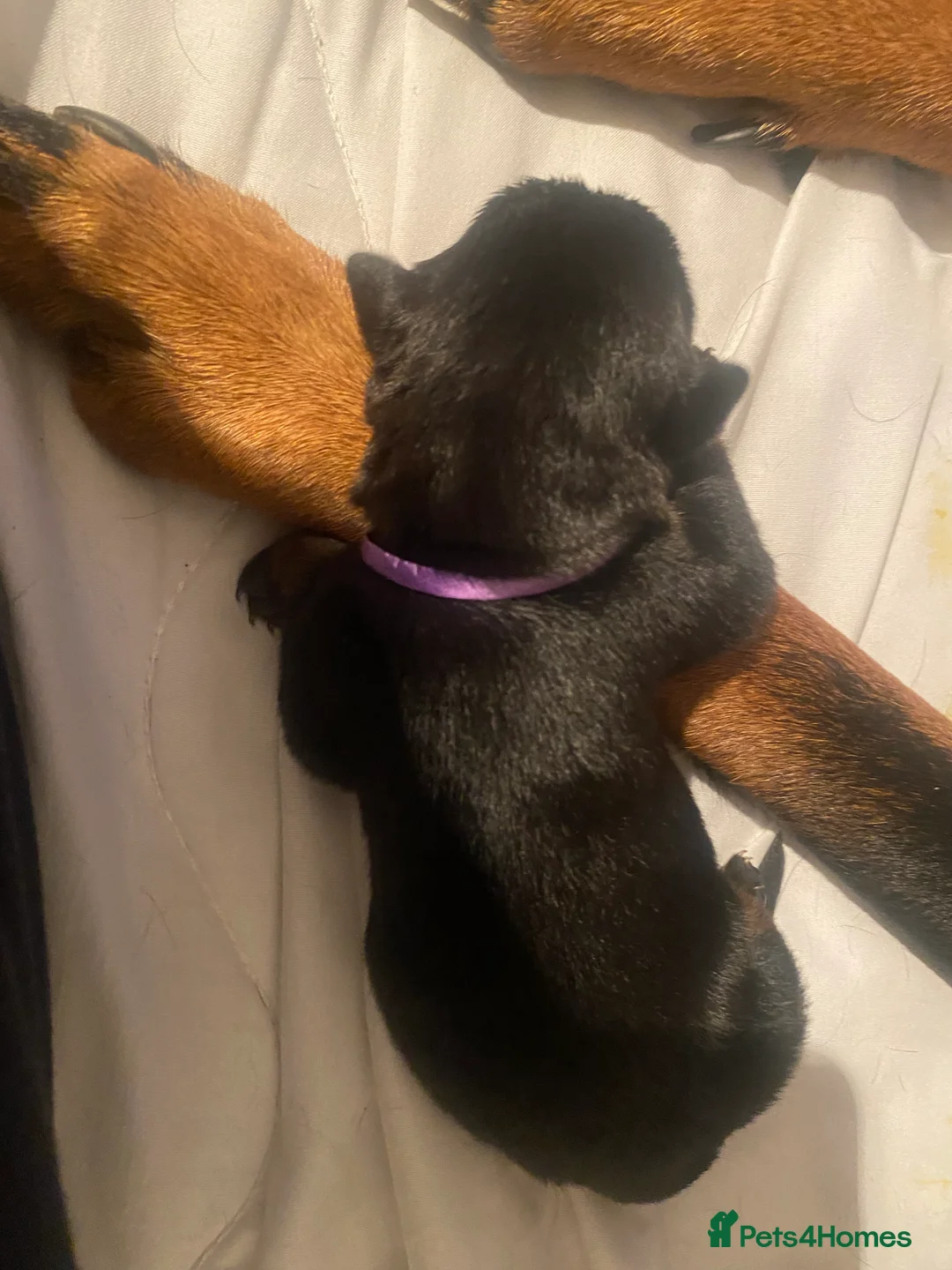 Rottweiler dogs for sale: Germany and America Rottweiler mix - Advert 13