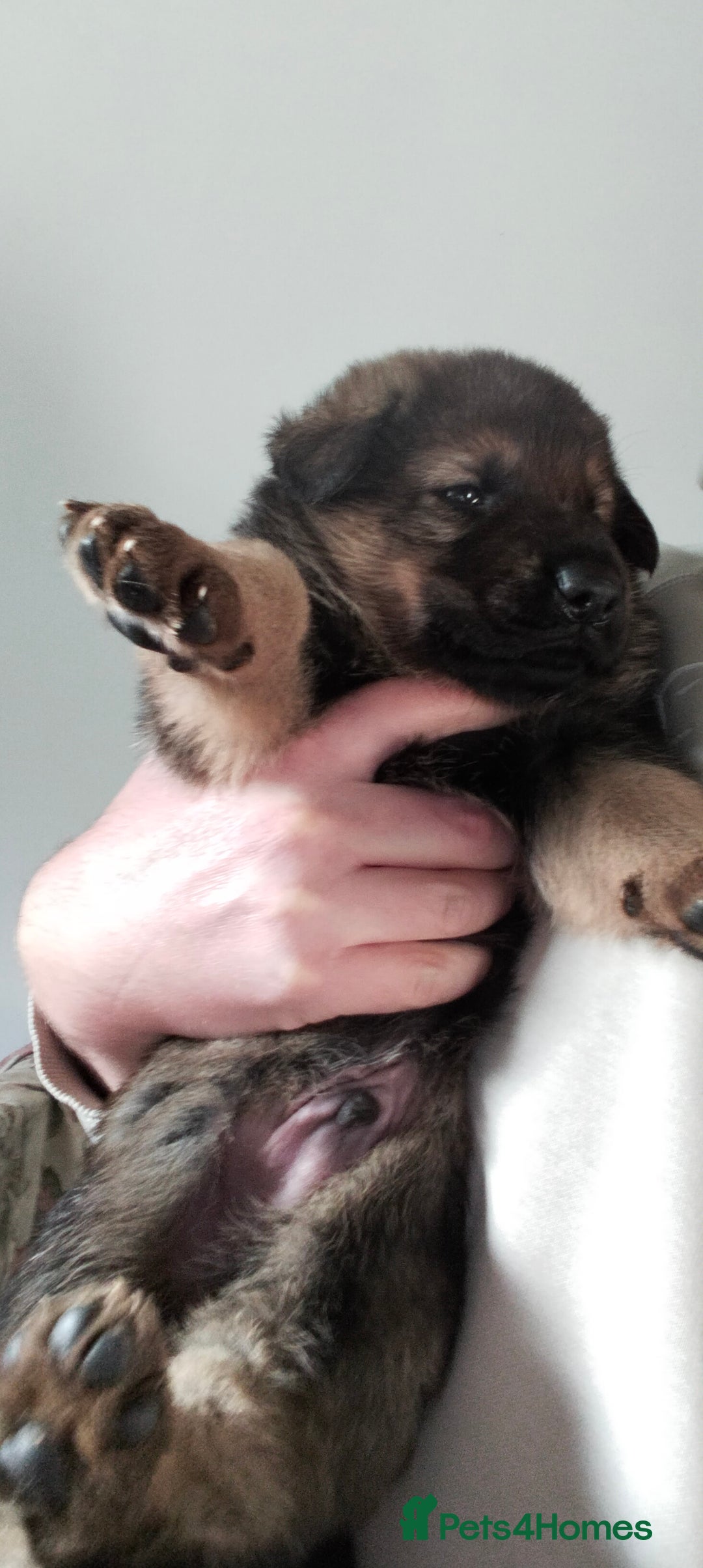 German Shepherd dogs for sale: GSD puppies for sale - Advert 5