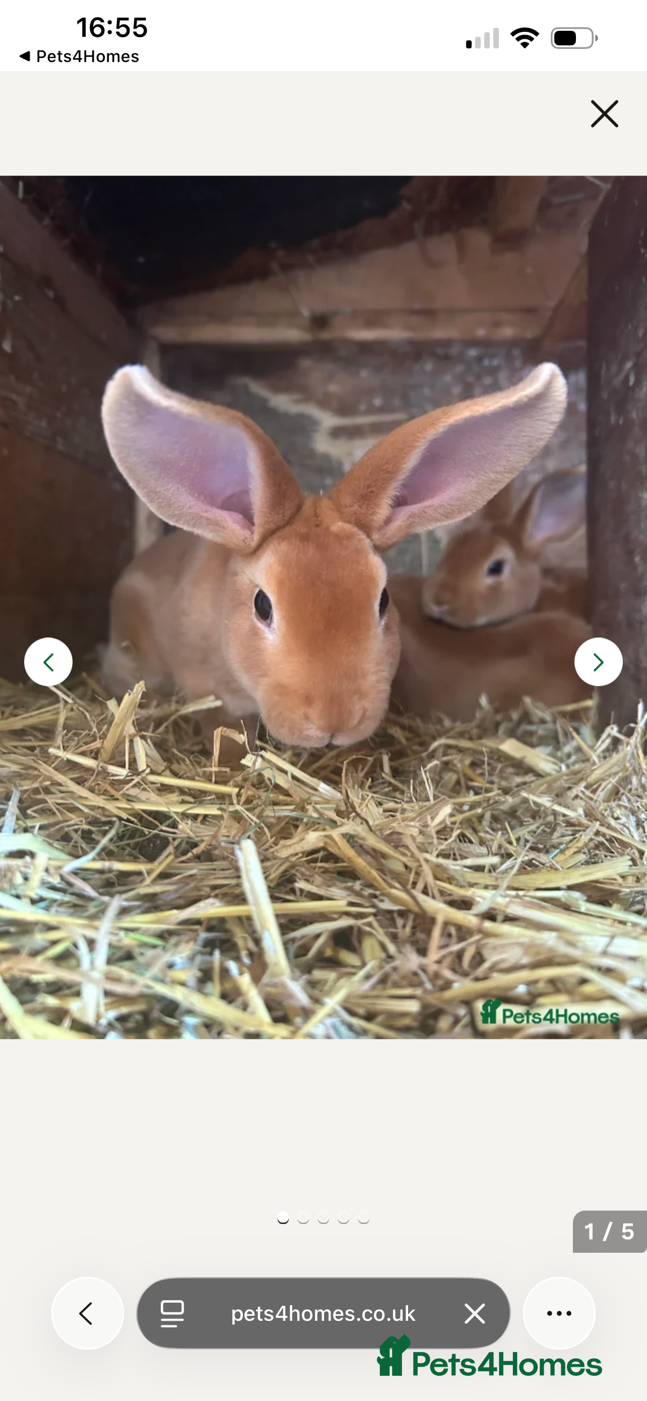 Rex rabbits Rabbits for Sale 🐰 - Advert 1