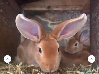 Rex rabbits Rabbits for Sale 🐰 - Advert 1