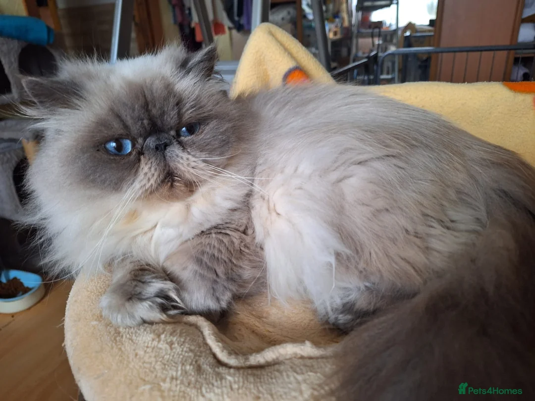 Persian cats for sale: 💕 Beautiful Kittens 💕 - Advert 2