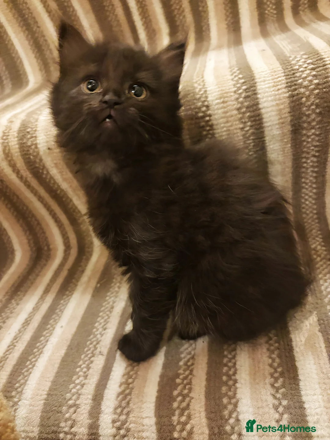 Norwegian Forest Cat cats for sale: Adorable Norwegian forest kittens for sale  - Advert 3