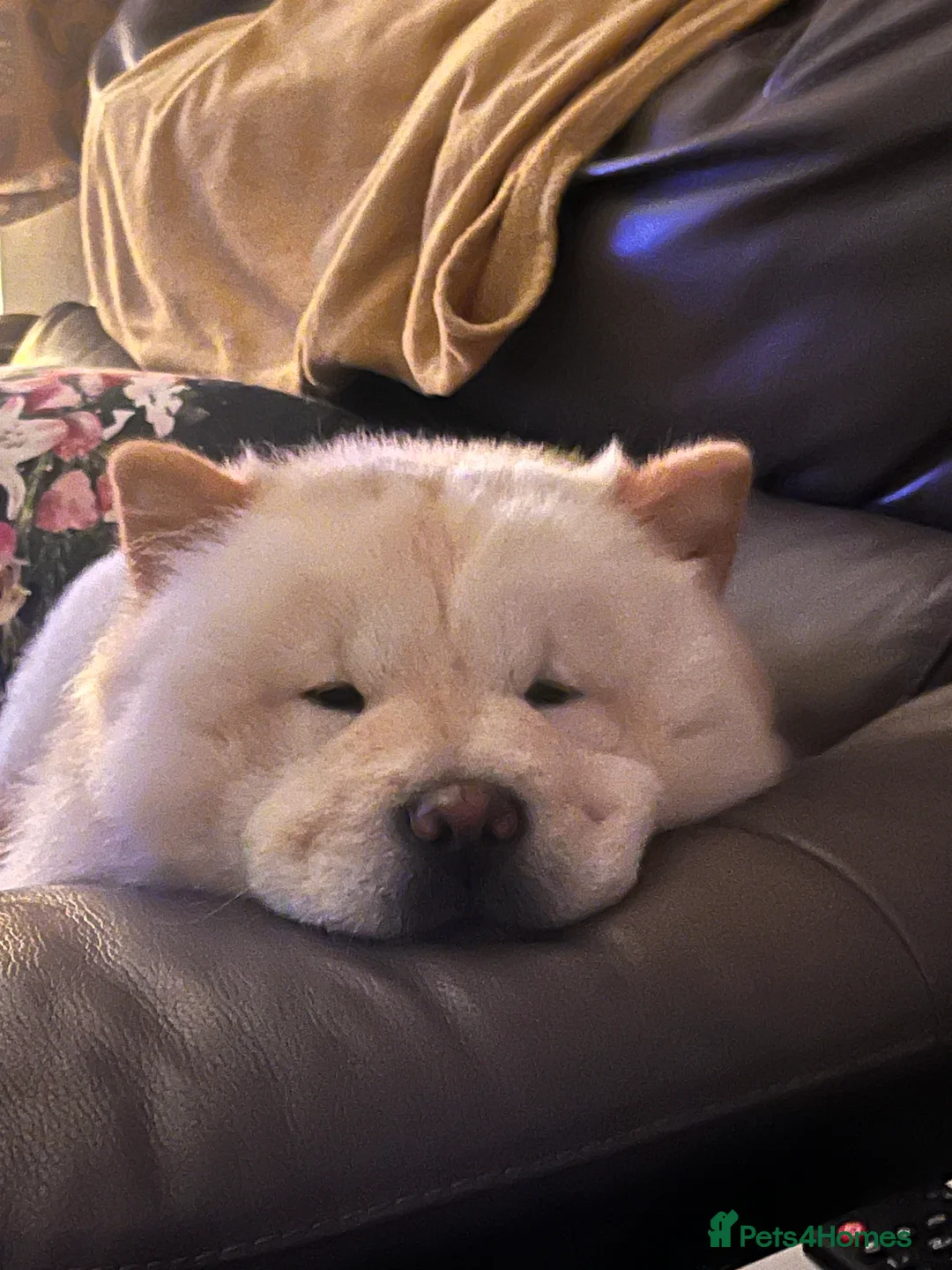 Chow Chow dogs for sale: Kiki 2 yr old chow chow  - Advert 3