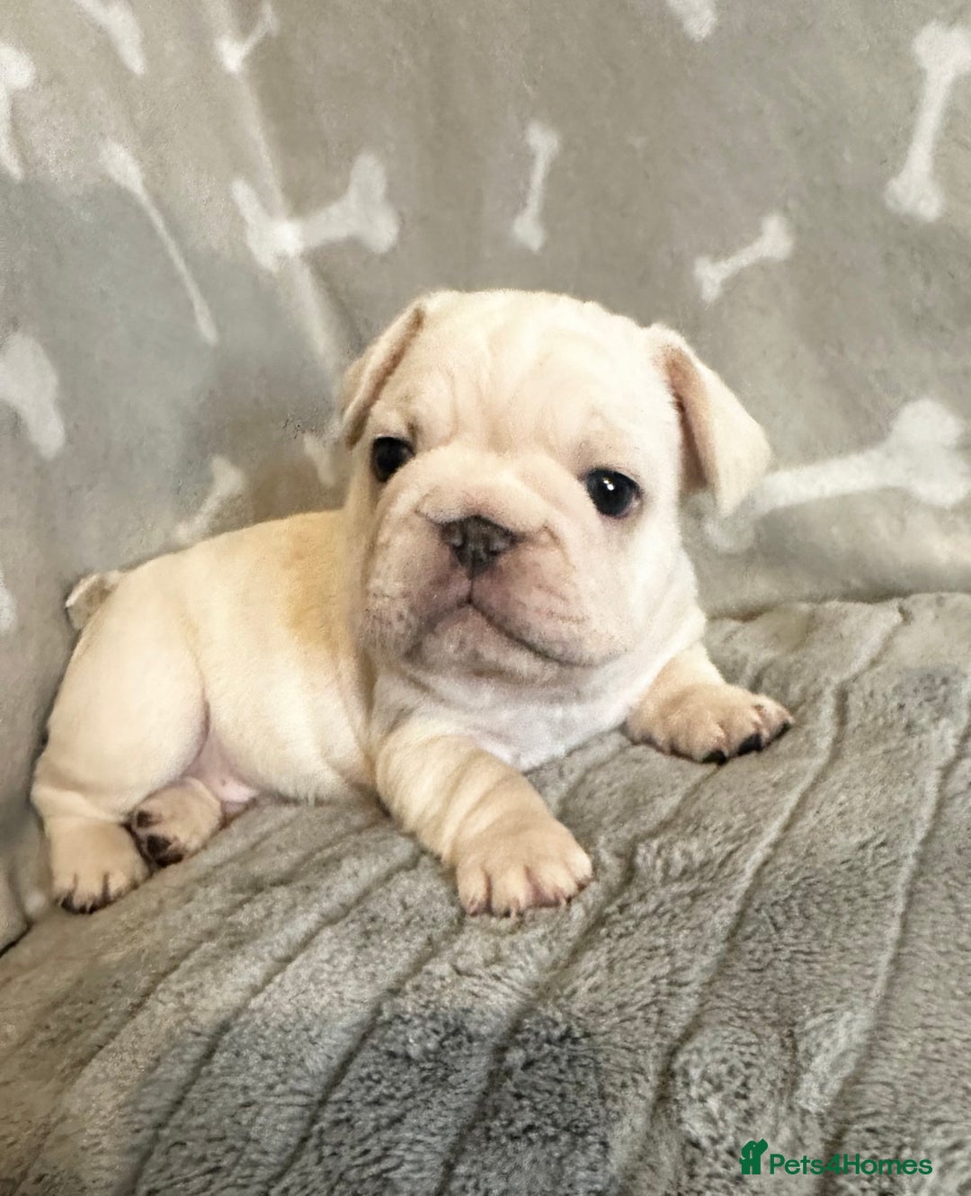 French Bulldog dogs for sale: ✨Two Gorgeous French Bulldog Boys ✨ - Advert 8