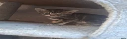 Mixed Breed cats for sale: Fluffy kittens  - Advert 4