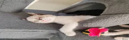 Siamese cats for sale: ❤️❤️❤️ Adorable blue-point Siamese kittens ❤️❤️❤️  - Advert 27