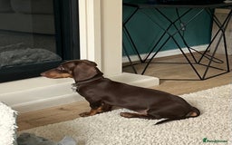 Dachshund dogs for sale: Dachshund  - Advert 3