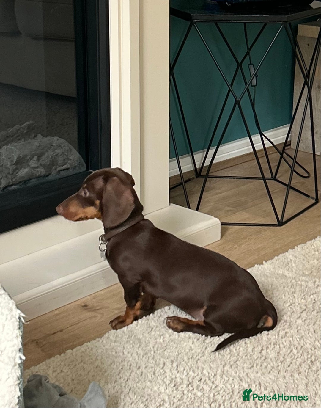 Dachshund dogs for sale: Dachshund  - Advert 3