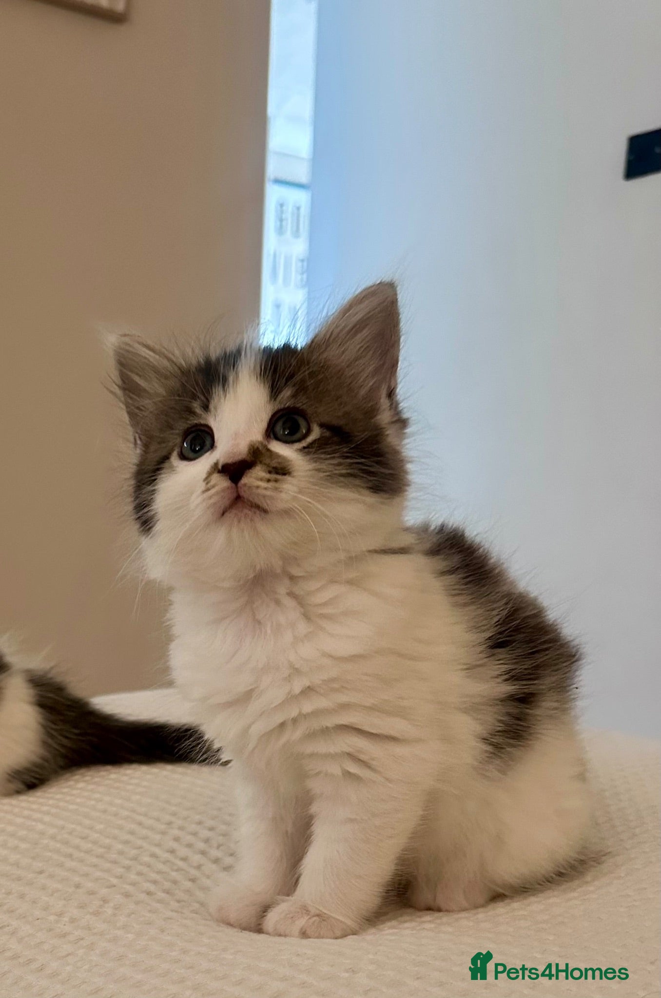 Mixed Breed cats Ragdoll x tuxedo - Advert 1