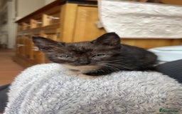 Domestic Shorthair cats for sale: Black male kitten - Image 1