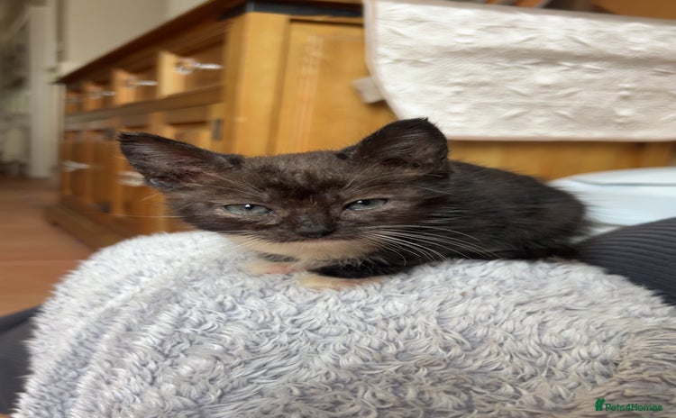 Domestic Shorthair cats - Advert 1