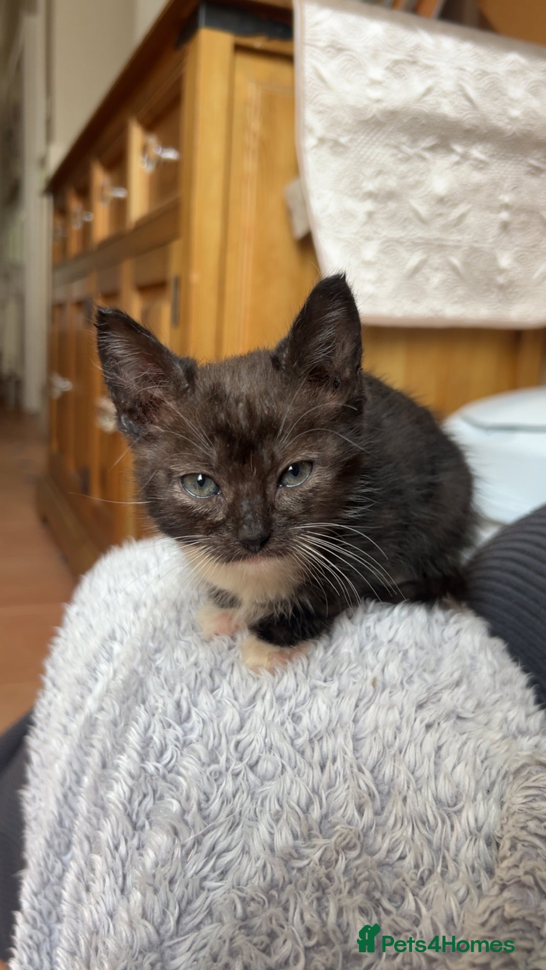 Domestic Shorthair cats for sale: Black male kitten - Image 1