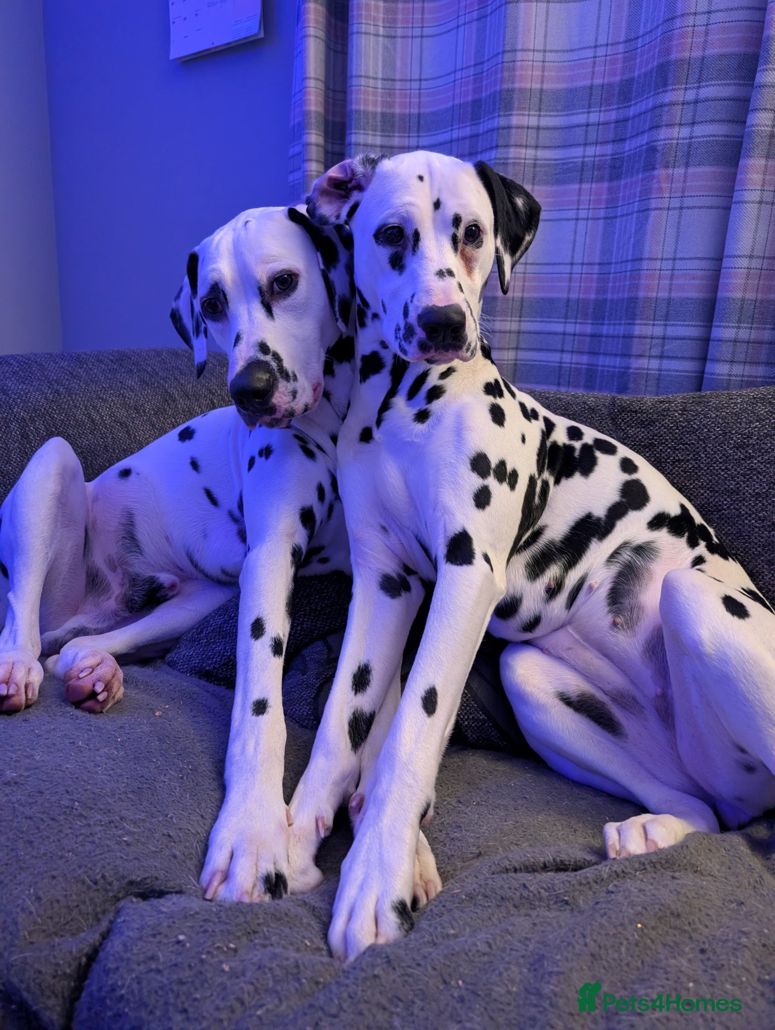Dalmatian dogs Upcoming Dalmatian Litter - Advert 4
