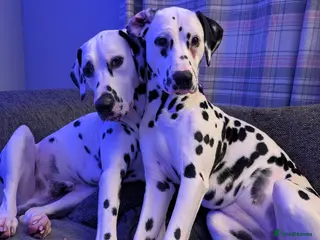 Dalmatian dogs Upcoming Dalmatian Litter - Advert 4