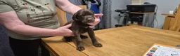Mixed Breed dogs for sale: Gsp/Vizsla - Advert 7