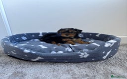 Yorkshire Terrier dogs for sale: Yorkshire terrier  - Image 5