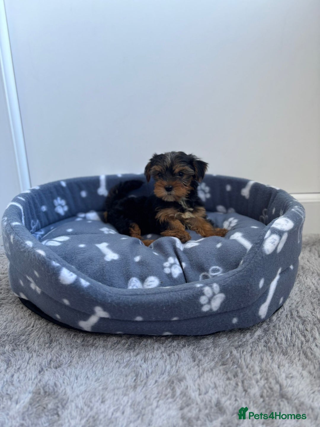 Yorkshire Terrier dogs for sale: Yorkshire terrier  - Image 5