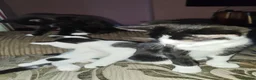 Mixed Breed cats for sale: Kitten's for sale  - Advert 4