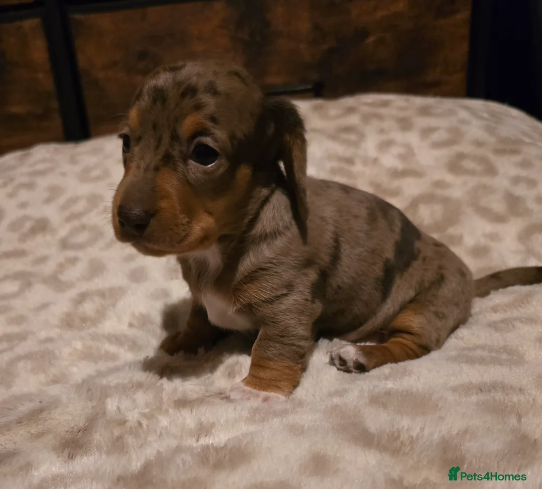 Miniature Dachshund dogs for sale: Kc reg miniature dachshunds puppies  - Advert 6