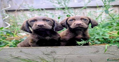 Cockerdor dogs - Advert 8