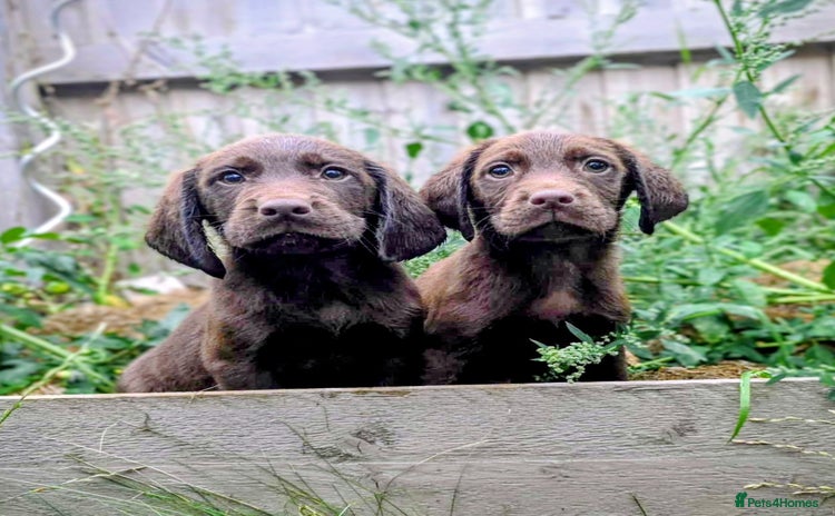 Cockerdor dogs - Advert 2