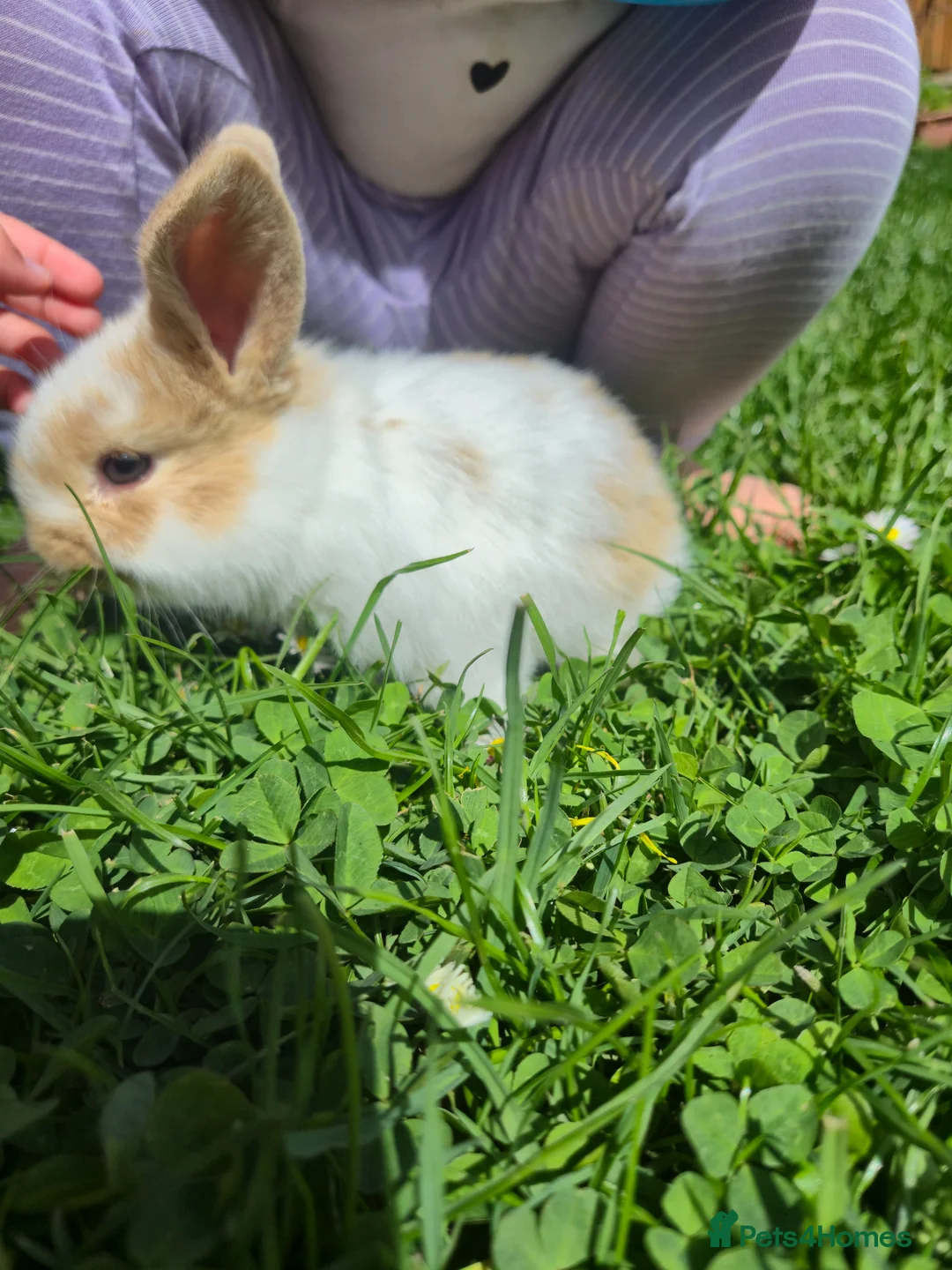 Mini Lop rabbits for sale: Mini lop bunnies  - Advert 2