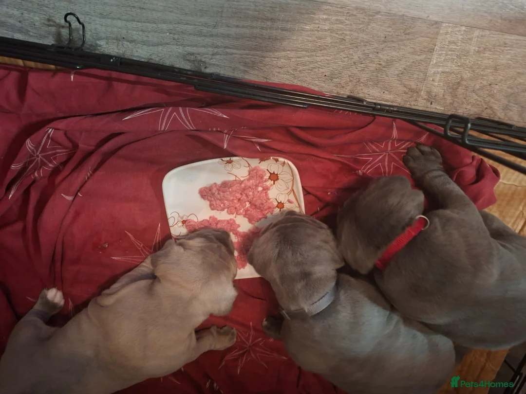 Cane Corso dogs for sale: Amazing ICCF Cane Corso Puppies - Advert 11