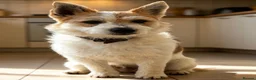 Jack Russell dogs for sale: Traditional short-legged Jack Russell puppies. - Advert 19