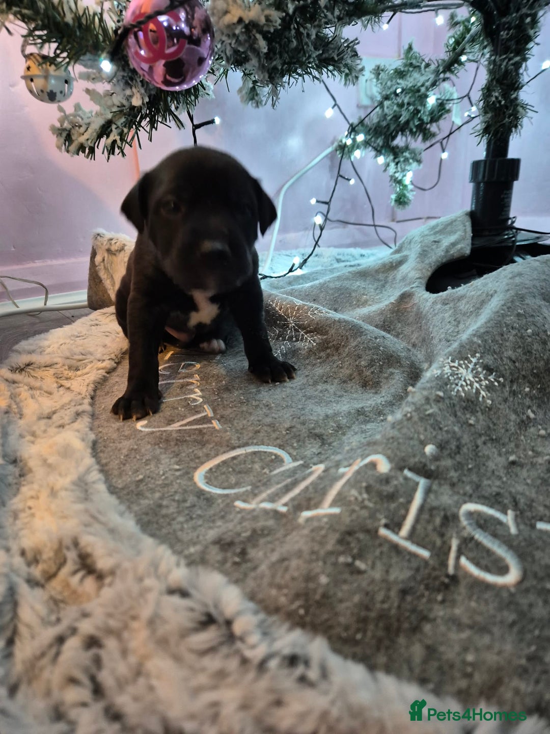 Mixed Breed dogs for sale: Gray bull hounds  - Advert 17