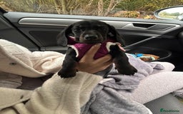 Dachshund dogs for sale: Dachshund puppy   - Advert 4