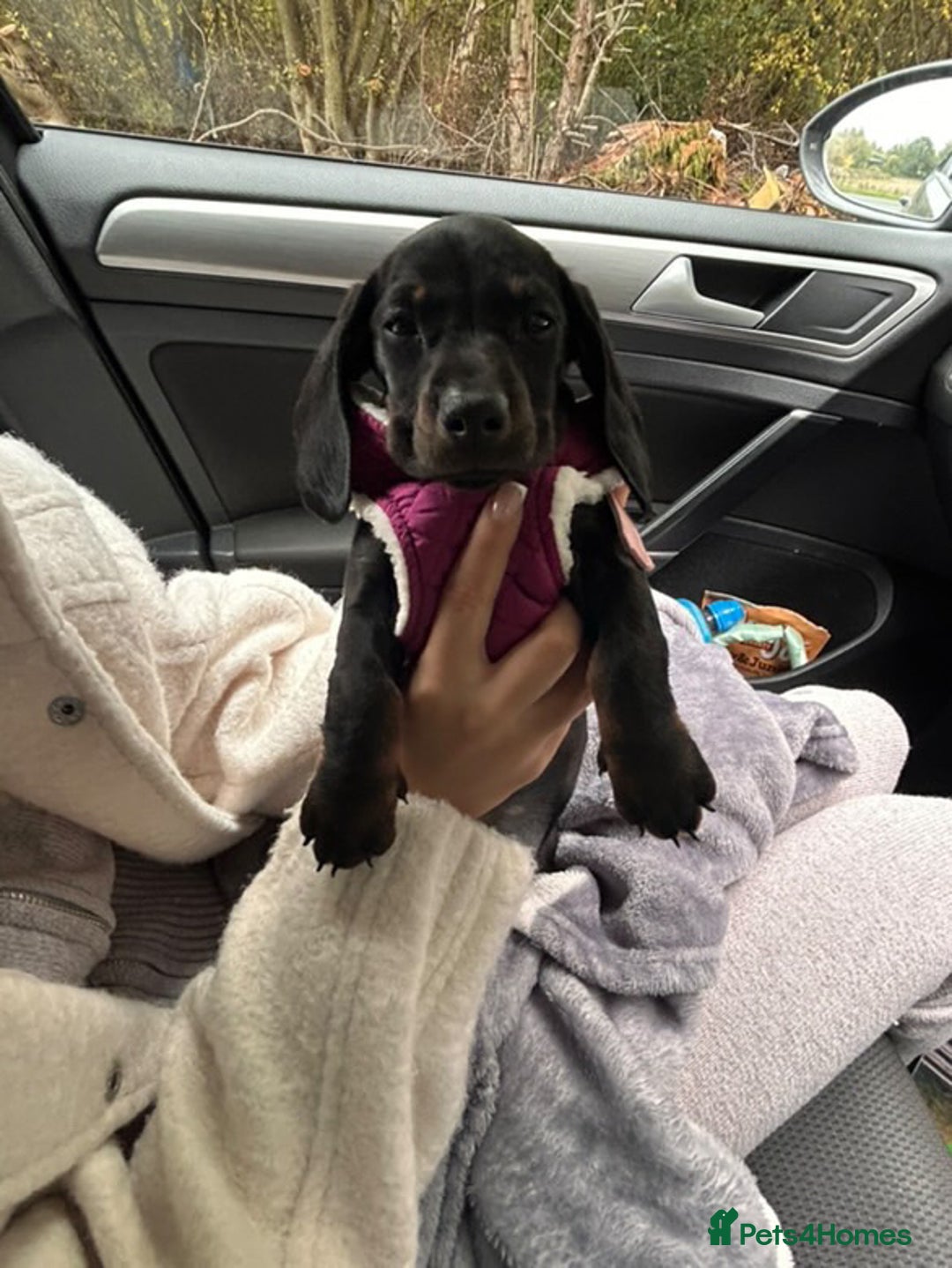 Dachshund dogs for sale: Dachshund puppy   - Advert 4