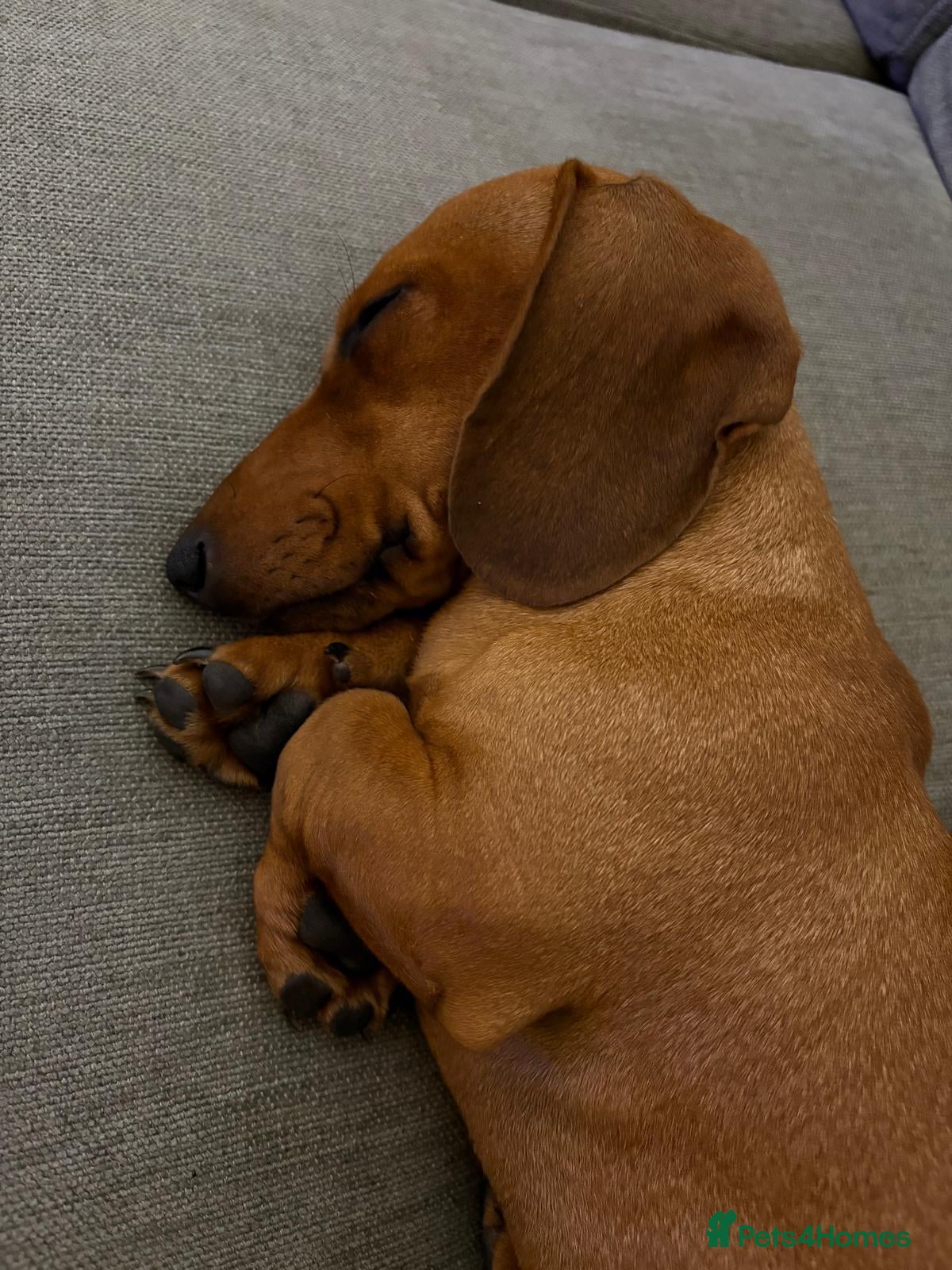 Dachshund dogs PRICE DROP 1 FEMALE Remaining ONLY £800 - Advert 9