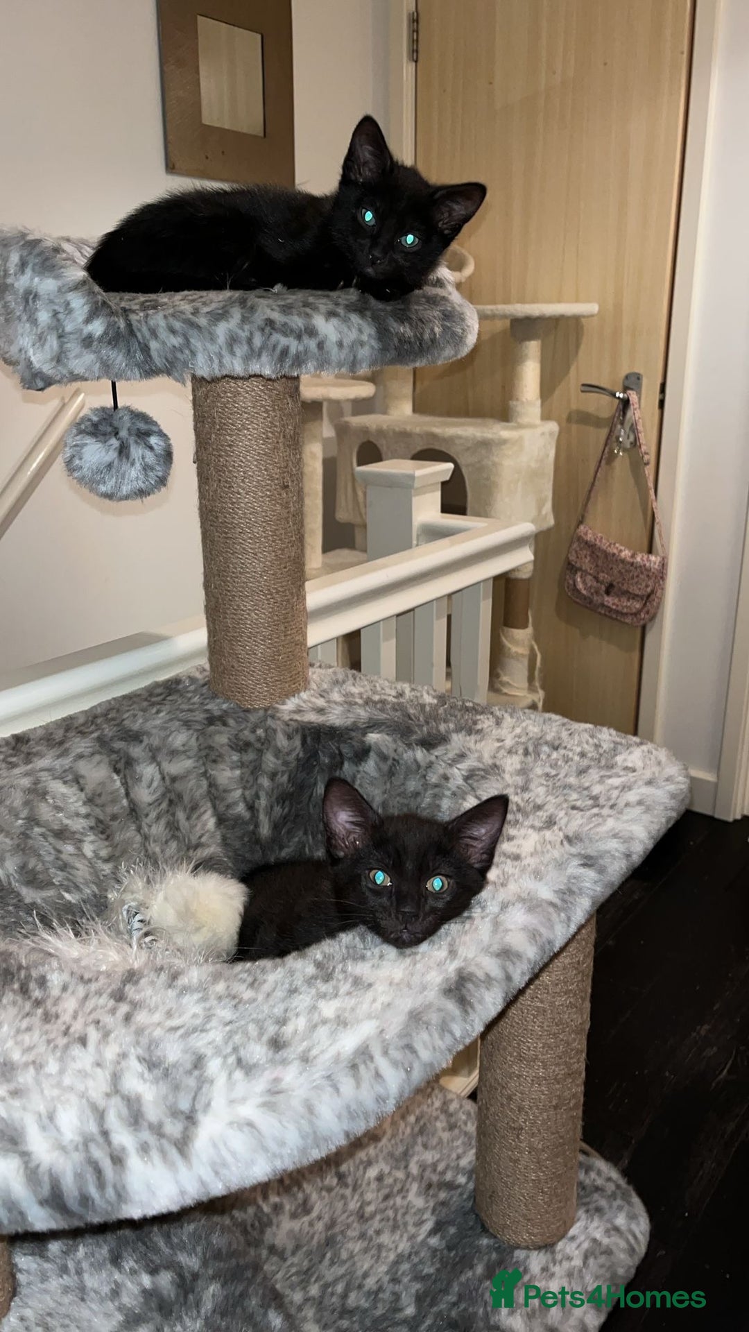 Mixed Breed cats for sale: 3 lovely kittens ready for their new homes 🥰 - Advert 1