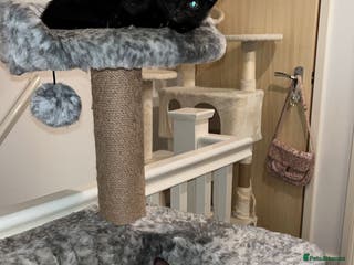 Mixed Breed cats 3 lovely kittens ready for their new homes 🥰 - Advert 4