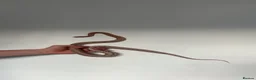 Corn Snake reptiles for sale: Male Corn Snake - Advert 3