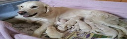 Golden Retriever dogs for sale: STUNNING LITTER AVAILABLE TO GO - Advert 4