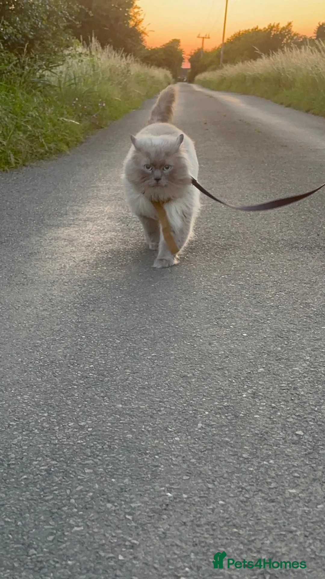 Ragdoll cats for sale: Beautiful ragdoll kittens - Advert 26