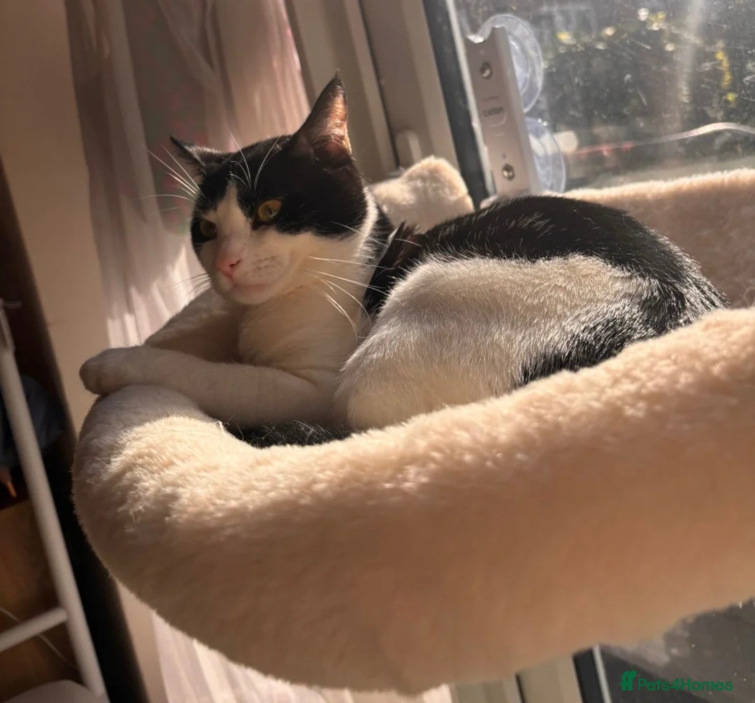 Mixed Breed cats for sale: Domestic short hair FREE in London - Advert 2