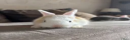 Mini Lop rabbits for sale: Lop bunnies  - Advert 6