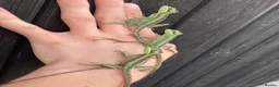 Iguana reptiles for sale: Eastern Casquehead & Hernandez’s Helmeted Iguanas - Advert 8