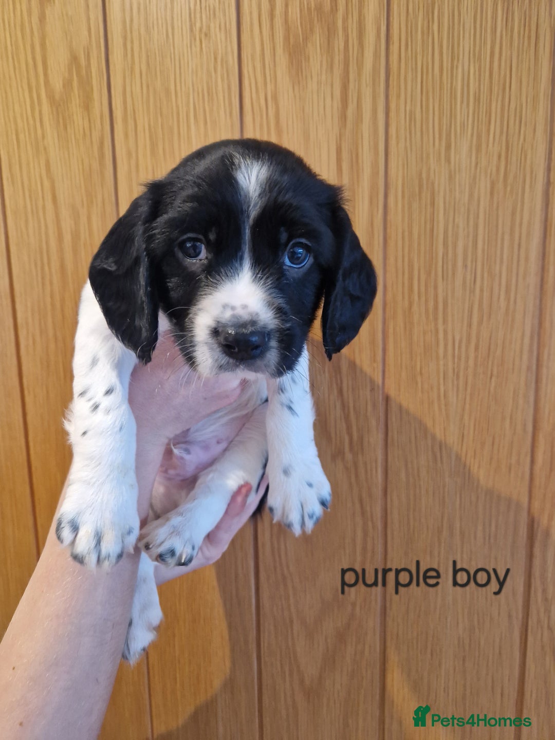 English Springer Spaniel dogs for sale: Stunning English Springer Spaniels  - Advert 16