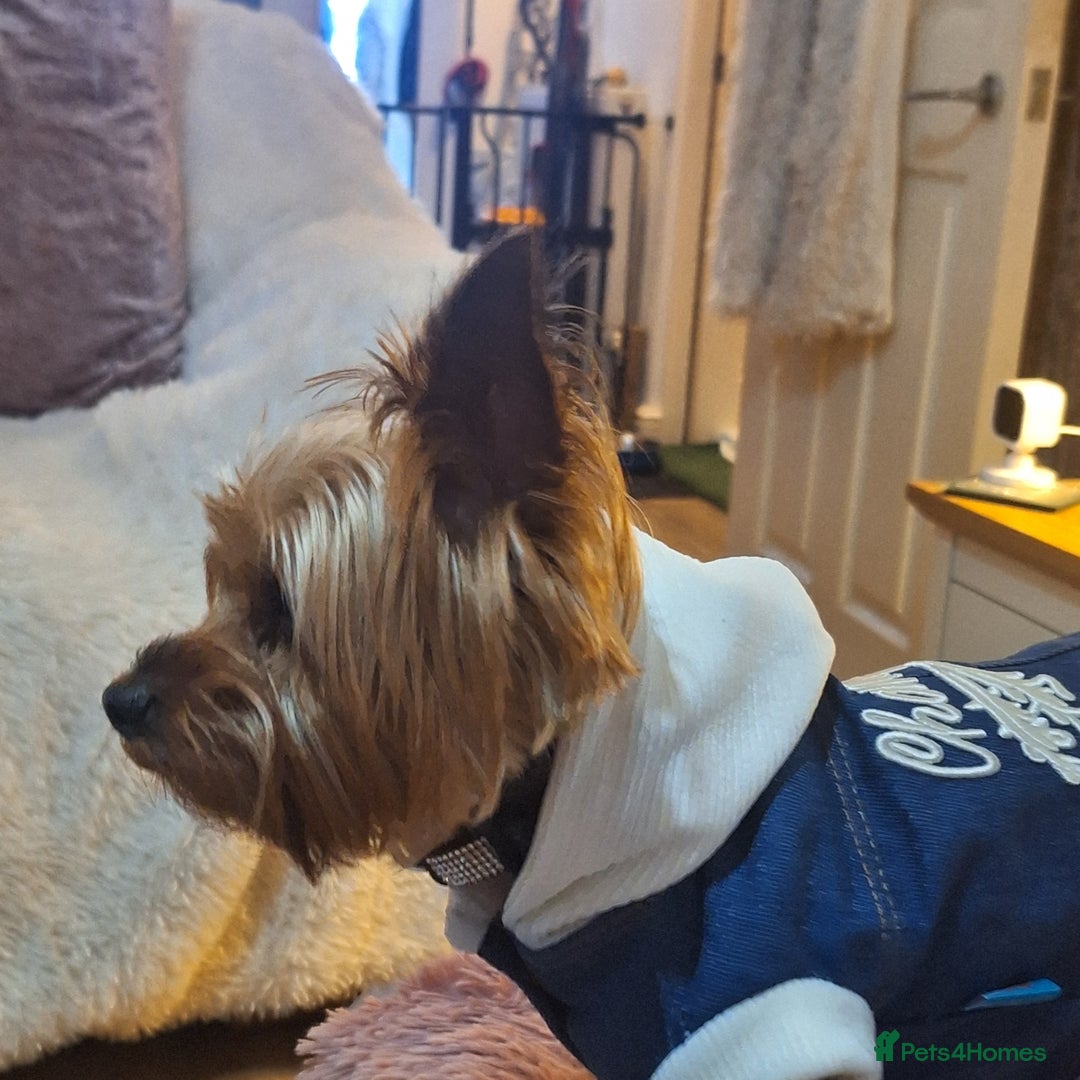 Yorkshire Terrier dogs for sale: 5 yr old mini yorkie - Image 3