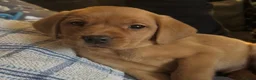 Labrador Retriever dogs for sale: Labrador pup sealing forever loving home - Advert 5